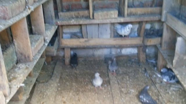 В голубятне 21 мая