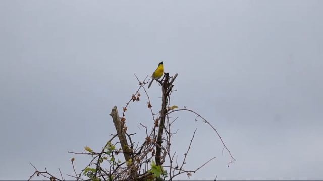 Yellow-breasted Chat