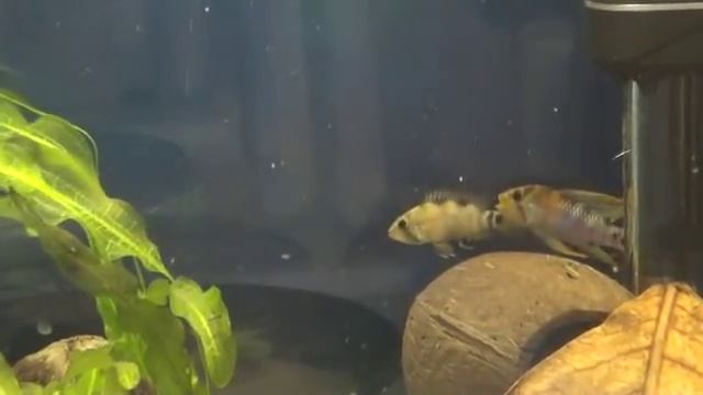 Apistogramma Baenshi 2.wmv
