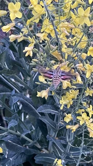 Hummingbird Moth, Sphinx Moth, Hummingbird Hawk Moth, Feeding In The Vegetable Garden