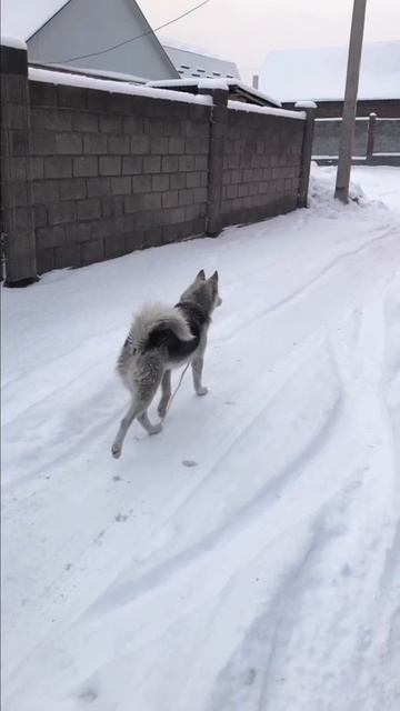Хаски походка 😍