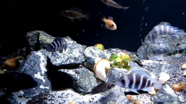 Lake Tanganika. Frontosa Blue Zair Moba..wmv