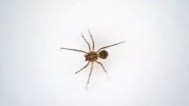 Mille Sabords ! Une Araignée Cracheuse Dans Ma Baignoire !!!