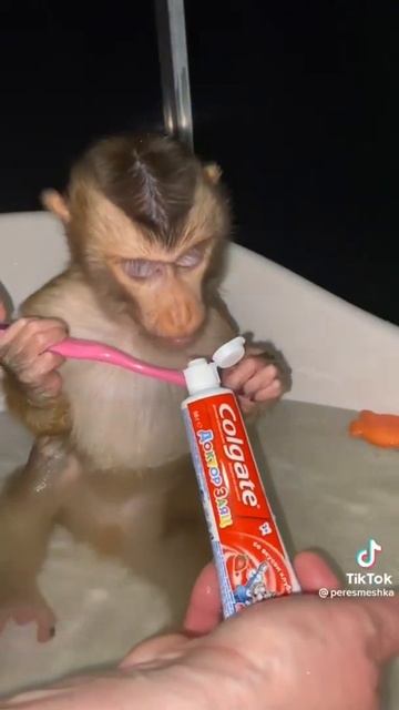 Мартышка чистит зубы #shorts