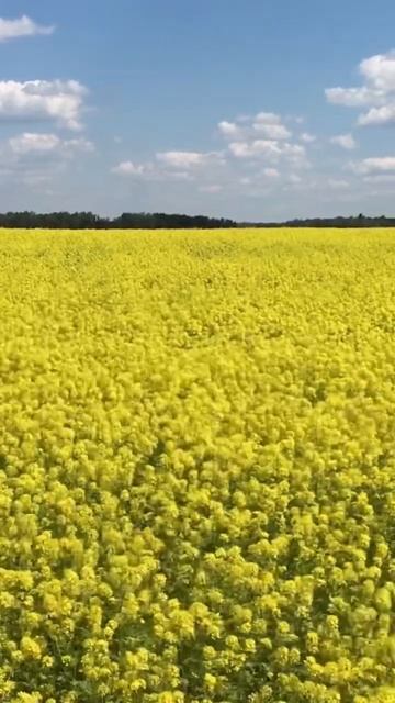 D6011ccd4f8a702fc91be351ed7a41ce