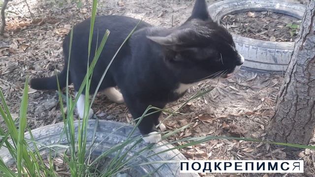 КОТ МАРКИЗ И УЛИЧНЫЕ БОИ ЗА ТЕРРИТОРИЮ.