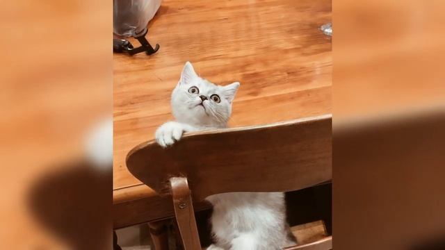 Шотландская серебристая шиншилла - как играют трехмесячные котята