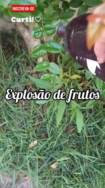 Água De Feijão Nas Plantas? Veja Que Incrível.