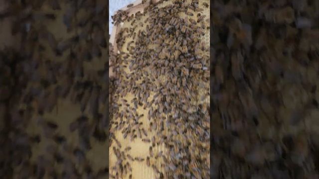 Frames With Honey 😋