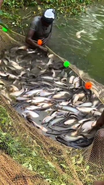 Pangasius Fish Farming| Fish Farming In INDIA |Patan Fish Farming #fishing #patan #shorts #pangasiu