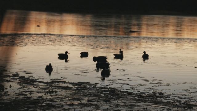 42 Teal Before The Sun Comes Up!|| Greenwing Frenzy!