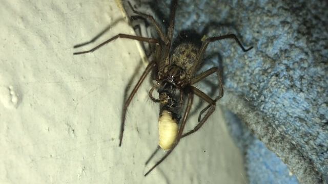 Liphistius Cf Ornatus Feeding Plus A Little Update On The Eratigena Atrica Lass.