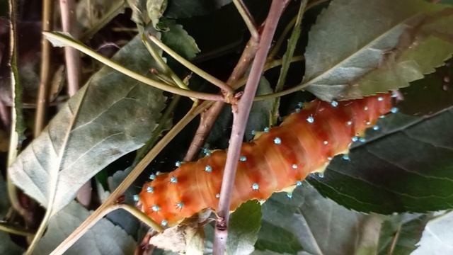 ПОЧЕМУ ГУСЕНИЦА ИЗМЕНИЛА ЦВЕТ? WHY CATERPILLAR CHANGED COLOR? Энтомология. Saturnia Pyri.