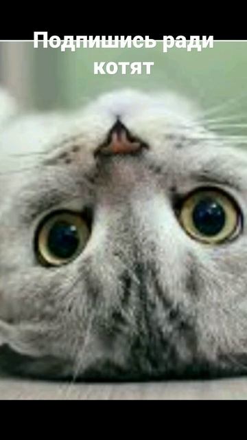 566b020a3492ae56de2501697dd54008