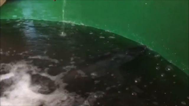 Raub- Und Edelfischsee Rosenweiher - Beluga Störe 07.12.14 Besatz