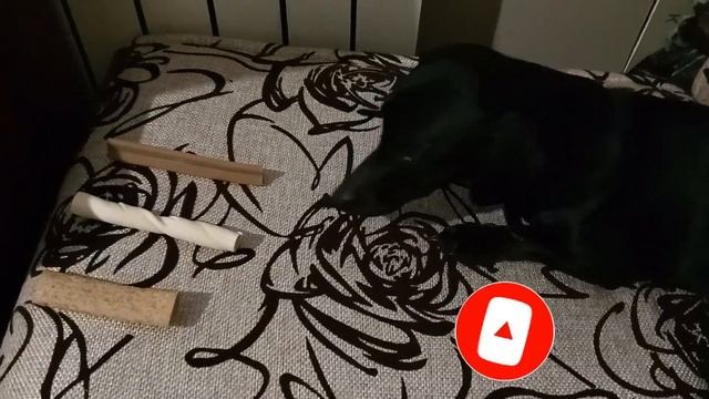 КУПИЛА разные ЛАКОМСТВА в ЗООМАГАЗИНЕ для СОБАКИ и КОТА\ Кто что выберет?\Собака РАДА коту ВСЕ-РАВН