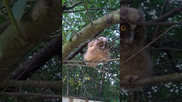 Чипа - сова вухата  (asio Otus). Дресирується - летить їсти