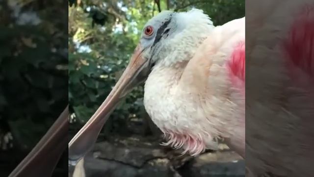 يبدو أن أبو ملعقة الوردي ليس من عشاق الكاميرا والشهرة..
يبلغ طوله 80 سنتيمتراً تقريباً ويترواح طول