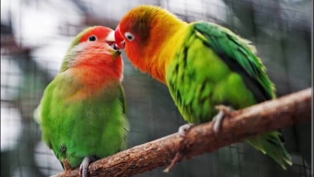 Love Bird 1 Male 3 Female Pairing||Kya Love Bird 1 Male Ko 2 Females Ke Sath Pair Bana Sakte Hain