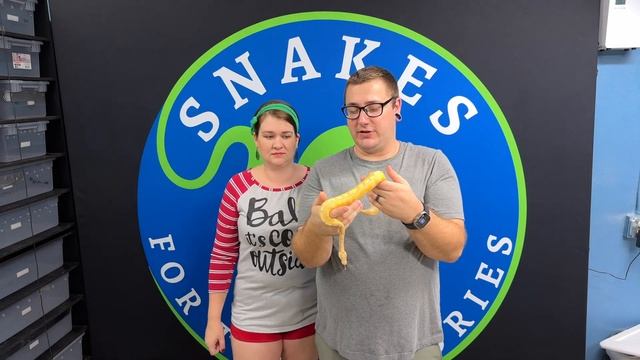 Check Out Out Top Ball Python Pick Ups From 2022