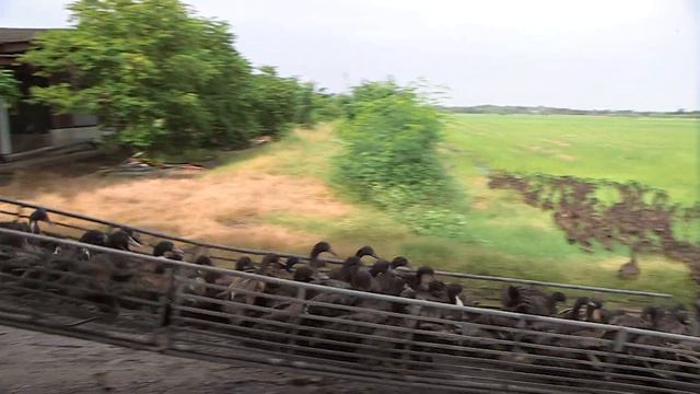 Des Canards Plutôt Que Des Pesticides