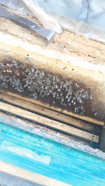 Подготовка карники из Германии в зиму. #shorts  #пчеловодство #беларусь