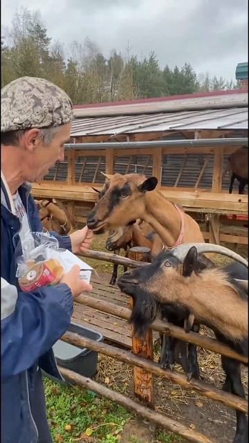 Не любите так Буяна, он жадный! 🤣  #vlog #деревня #nature #village #козы #shortvideo #shorts #short