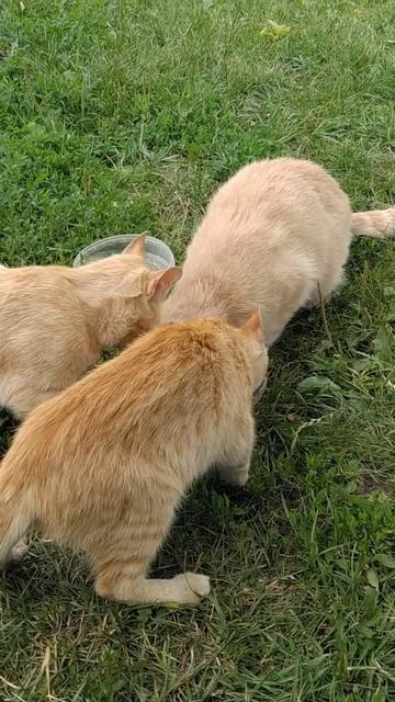 74e9c81055ca1ac51768a4ae5eb3d04c