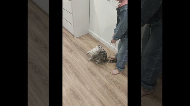 Алиса Лайк. Пранки над котиком