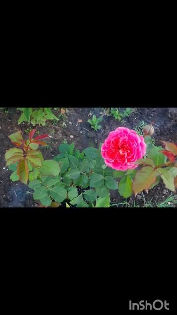 Любимая дача.Этим летом продолжу дизайн растений...