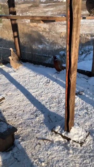 Охотничий фазан