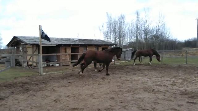 Кобыла Сакура во всю резвится