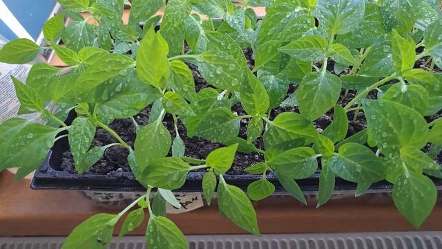 Первая подкормка рассады перца.