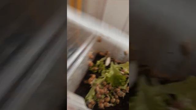 Улитки сегодня, окончание уборки .27мая.