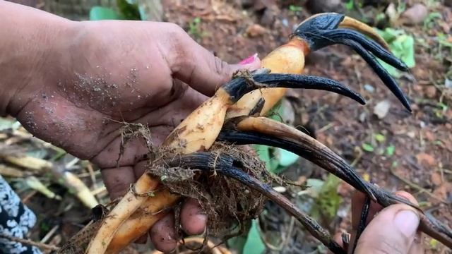 Lotus Repotting/ Will Flower Or Not