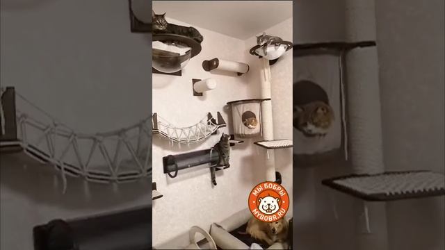 Котики как люди