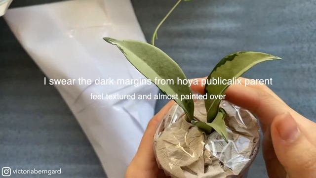 Best Plant Package Ever | Unboxing Rare Hoya AH-074 And Hoya Nicholsonia 'New Guinea Ghost'