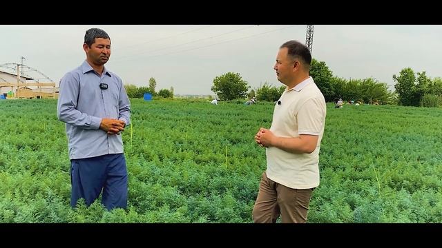 Укроп етиштириш Агротехникаси ва Бизнеси 2-Қисм.