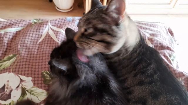 Барсик делает причёску своему другу