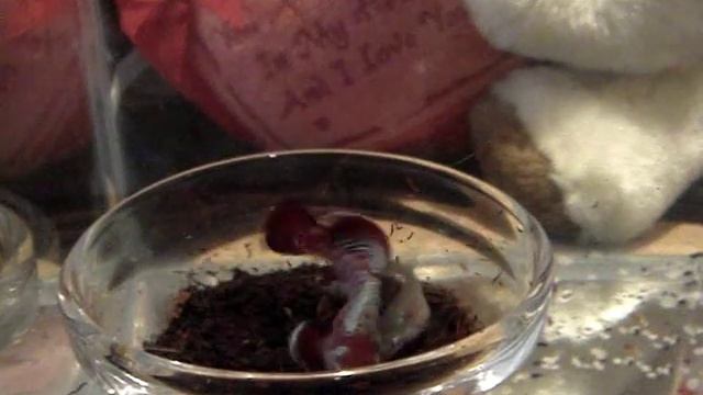 E7048c02a5a151578c2fce352966ac82