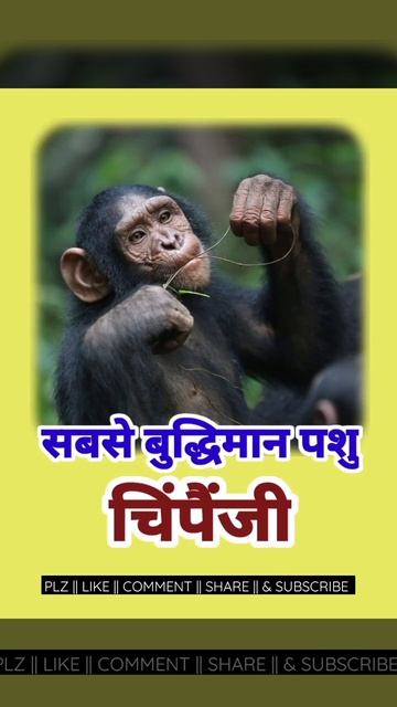 सबसे बुद्धिमान पशु ||Most Intelligent Animal 🦍🦍 #Gk #upsc #bpsc #motivation #shorts