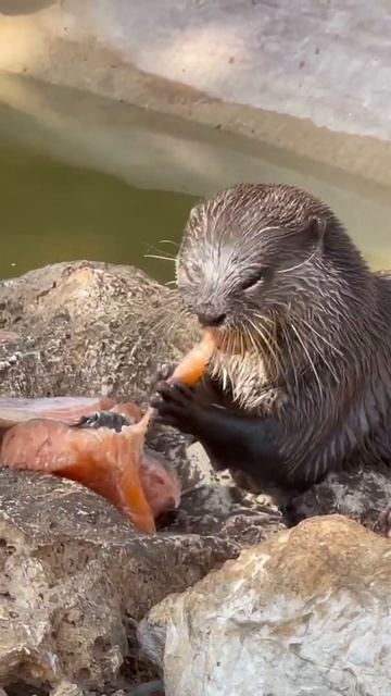 Любимая работа ❤️ Безкоготная выдра