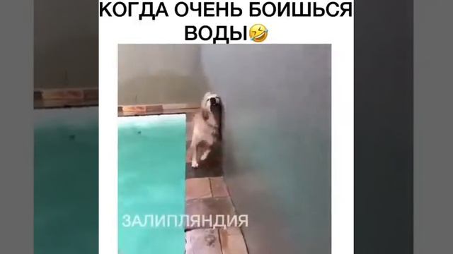 Собакен очень боится воды