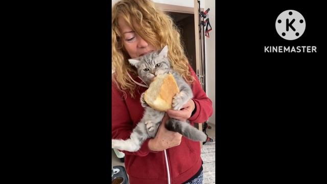 (9#)Самые милые существа в мире 🐈 Подборка смешных  для хорошего настроения! 😸