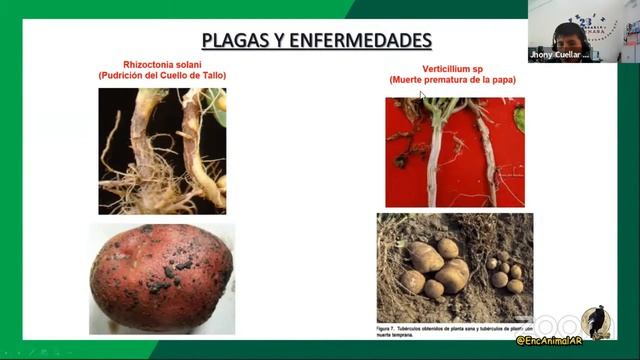 Instituto E.A.AR – Proceso De Certificación De Semillas En El Cultivo De Papa