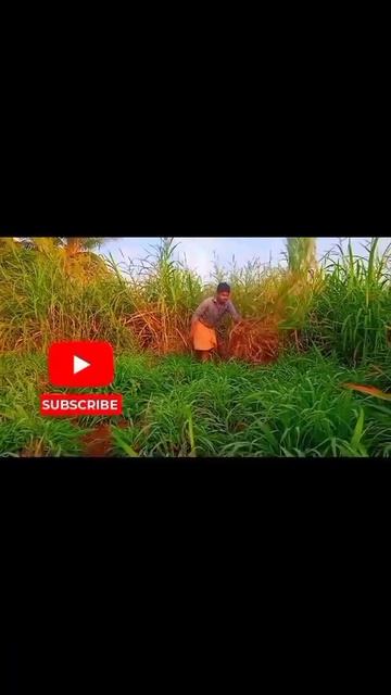 Sudan Sorghum✨ | Grass🌿 Cutting✂️ For Cow🐄 | Agriculture🚜 #shorts⬆️ @muppogam