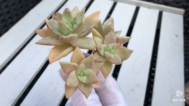 Echeveria Citrina