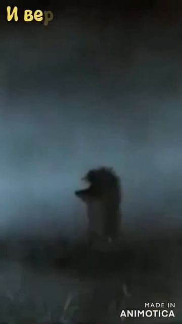 Я как ёжик в тумане,заблудился в судьбе.#стихи#как#ежиквтумане#судьба#лучшее#топ#shorts#тренд#рек