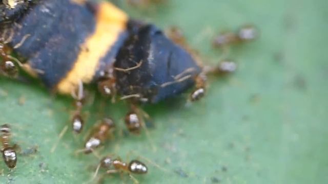 Paratrechina Ants On A Dead Moth カノコガ（蛾）の死骸に群がるアメイロアリ