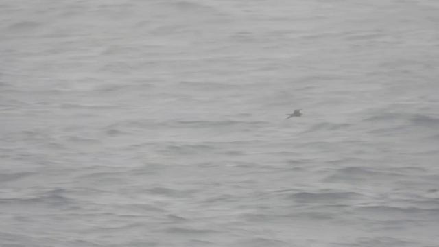 Stercorarius Parasiticus, Dark Morph Adult, Cabo Raso, Cascais, Portugal, 28/07/2020
